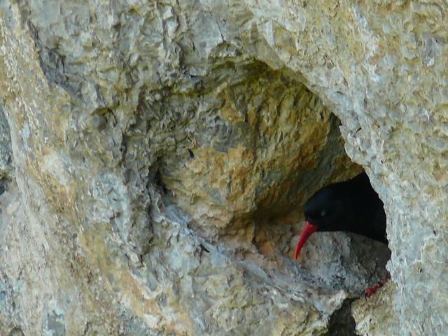 Ptaki w skałach